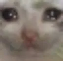 sadcat