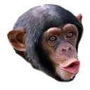 PogChimp