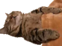 catSleep3 Discord Emoji