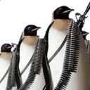 sgttux