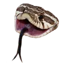 Snaeky