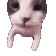 SPCCatKiss