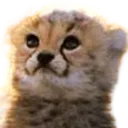 cheetah2