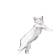 CATBEDOINGDANCE