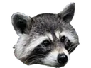 raccatt Discord Emoji