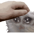 Kittypat kittypat Discord Emoji