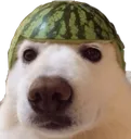 WatermelonDog