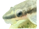 OtoFace Discord emoji