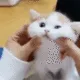 JG_cat_cutest