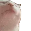 CatJAM