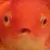 fish_huh