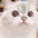 CatWut
