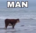 man_cow