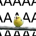 AAAA