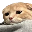 sadcat2 sadcat2