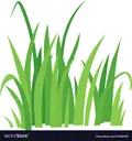 grass grass