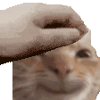 catmangaiat Discord Emoji