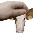 cow_pat