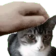 daffypet daffypet