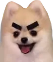 PIQEVILPUPPY
