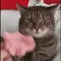 2DCatFlower
