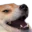 lmao1