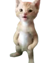 standingcat standingcat
