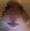 stare stare