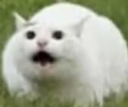 surprise_cat