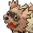 zoonSmile zoonSmile
