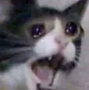catcry