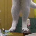 SClongcat1