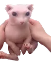 SCbingus