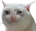 sadcat