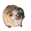 dogshake