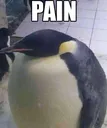 PAIN PAIN
