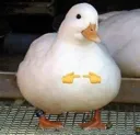 Shy_Ducc