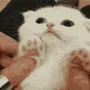 kitty6 kitty6