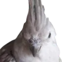 BirdHecc BirdHecc