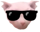 bingusCool
