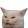cat_confused cat_confused