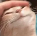 catsnuggle