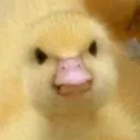 so_ducking_mad