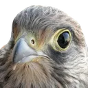 kestrel
