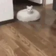 catroomba catroomba