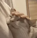SCpetcute