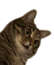 D2S_C_what