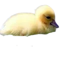 Ducky