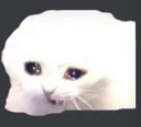 pain pain