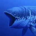 Pog Fish PogFish Discord Emoji